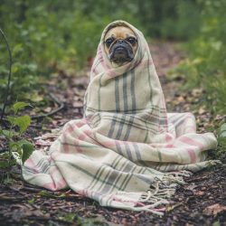 fawn pug covered by Burberry textile between plants