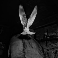 grayscale photography of bird